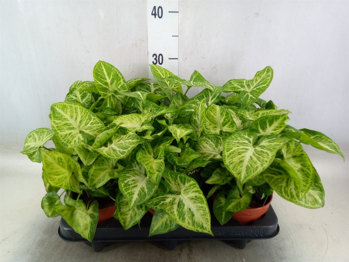 <h4>Syngonium  'Arrow'</h4>