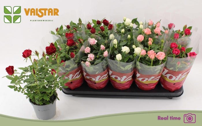 <h4>RO LOTZ OF GEM 5 KL</h4>