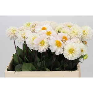 Dahlia Margriet Wit