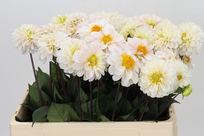 <h4>Dahlia Margriet Wit</h4>