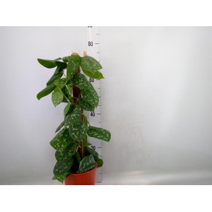 Scindapsus pictus 'Trebie'