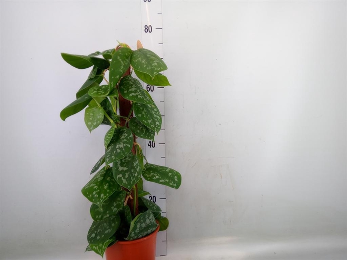 <h4>Scindapsus pictus 'Trebie'</h4>