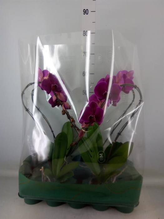 <h4>Phalaenopsis   ...lilac</h4>