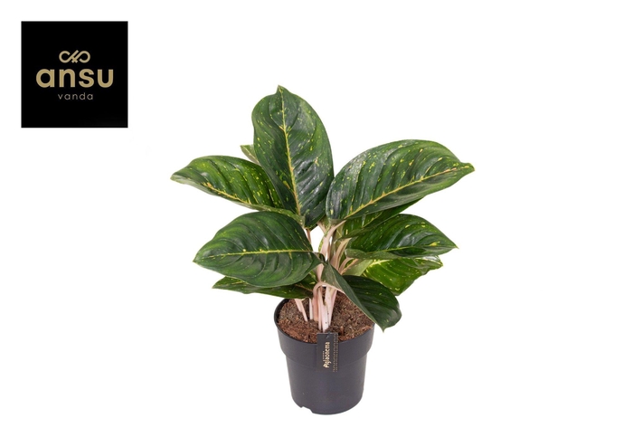 <h4>Aglaonema Spring Red Green</h4>