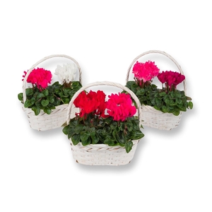 Cyclamen-COMPACT MET MANDJE