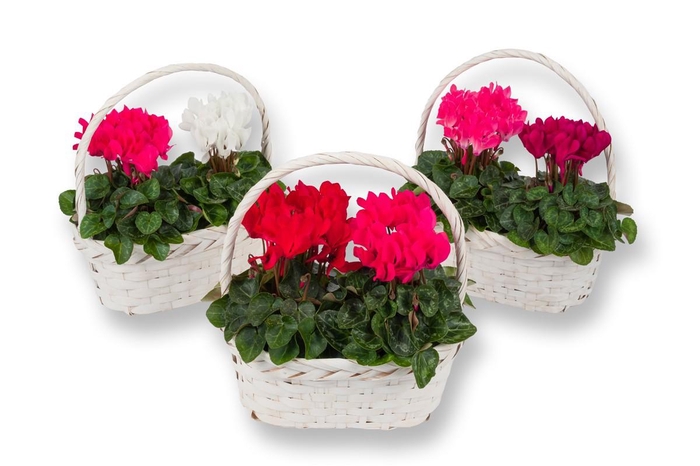 <h4>Cyclamen-COMPACT MET MANDJE</h4>