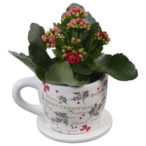 <h4>PTCHR7284 Arrangement Christmas Red in keramiek pot</h4>