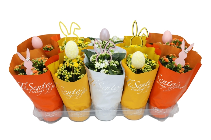 <h4>KAL GE GEM 3 KL</h4>