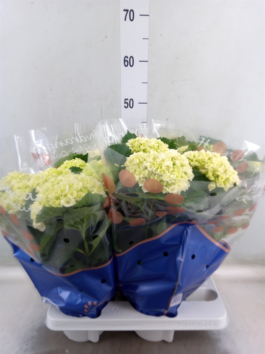 <h4>Hydrangea mac. 'Crystal Palace'</h4>