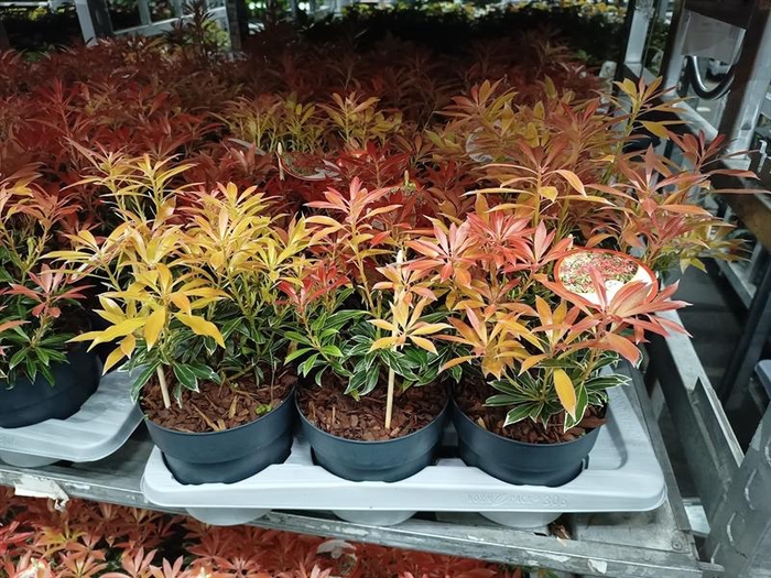 <h4>Pieris Flaming Silver</h4>