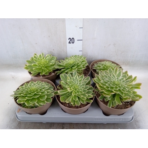 Aeonium tabuliforme