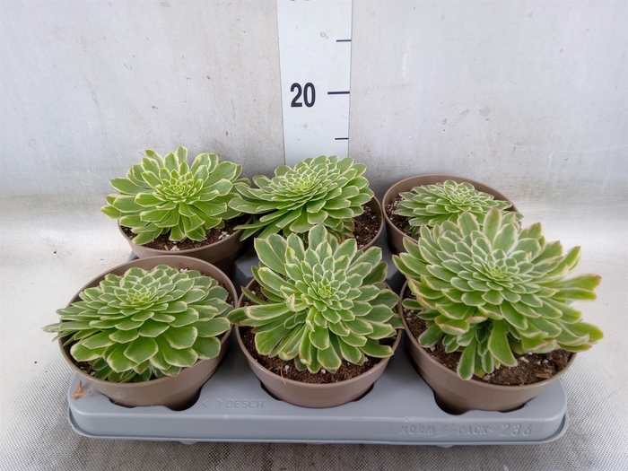 <h4>Aeonium tabuliforme</h4>