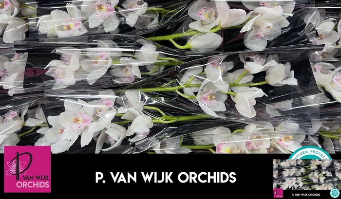 <h4>CYMB T DOS PUEBLOS</h4>