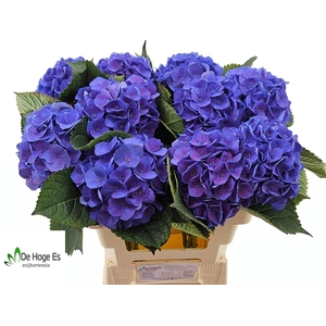 HYDR M ROY CROWN BL