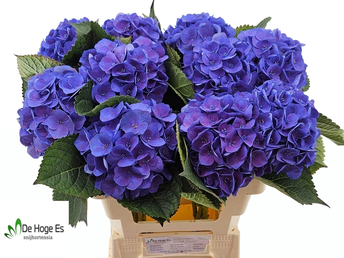 <h4>HYDR M ROY CROWN BL</h4>