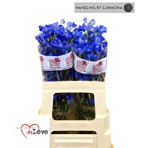 DELPH EN JENNY PEARL