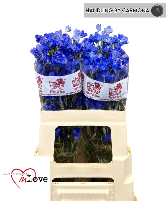 <h4>DELPH EN JENNY PEARL</h4>