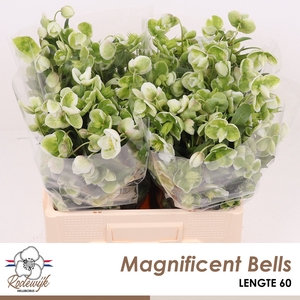 HELL  MAGNIFIC BELLS