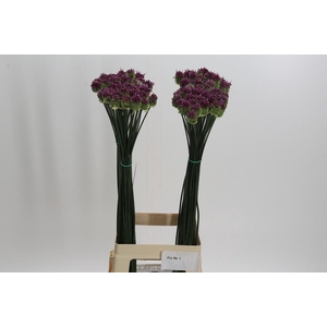 Allium Sphaerocephalon