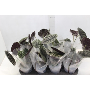ALOCASIA CUPREA P12
