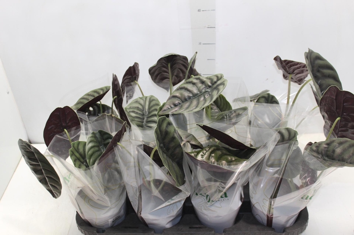 <h4>ALOCASIA CUPREA P12</h4>