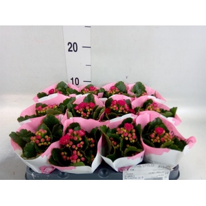 Kalanchoe   ...