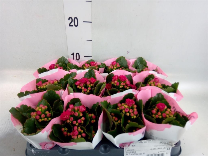 <h4>Kalanchoe   ...</h4>