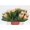Protea Grandicolor