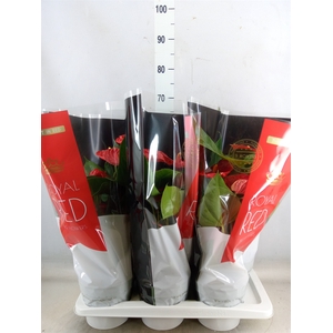 Anthurium andr. 'Madural'
