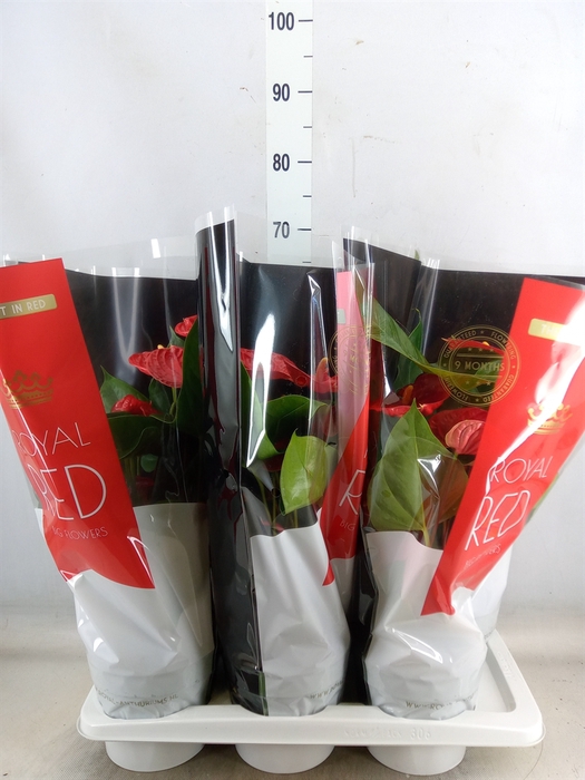 <h4>Anthurium andr. 'Madural'</h4>