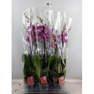 Phalaenopsis   ...lilac