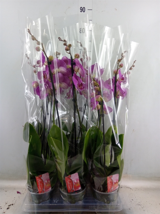 <h4>Phalaenopsis   ...lilac</h4>