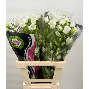Campanula Medium Champion White
