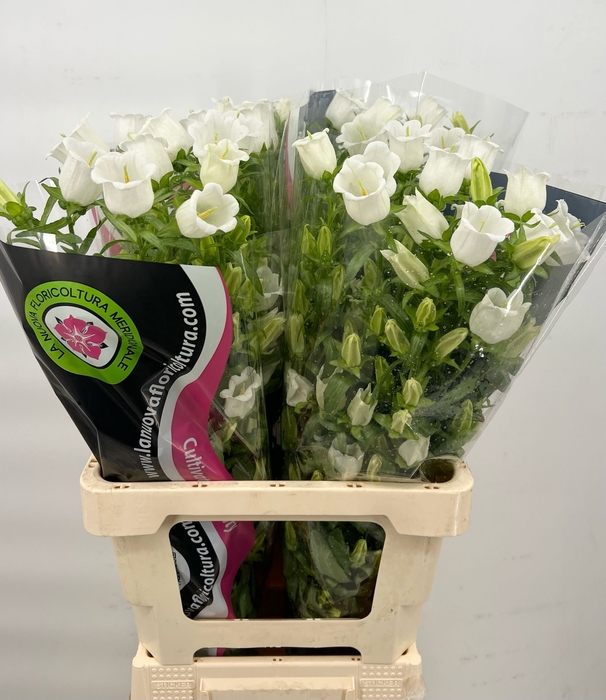 <h4>Campanula Medium Champion White</h4>