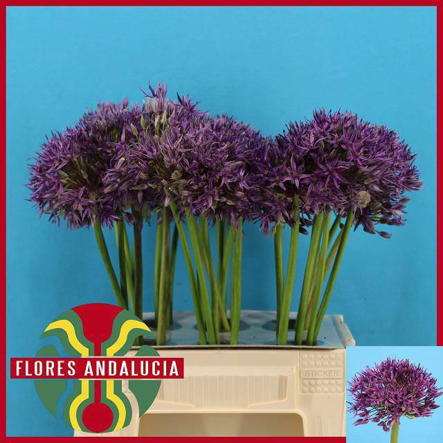<h4>ALLIUM JACKPOT</h4>