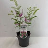 Indigofera heterantha Gera