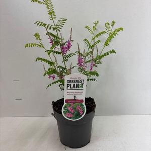 Indigofera heterantha Gera