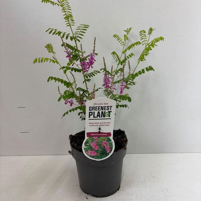 <h4>Indigofera heterantha Gera</h4>