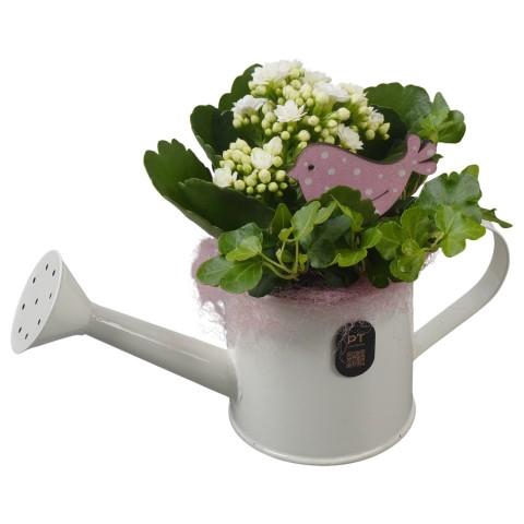 <h4>PTIB5324 Arrangementen kamerplanten</h4>