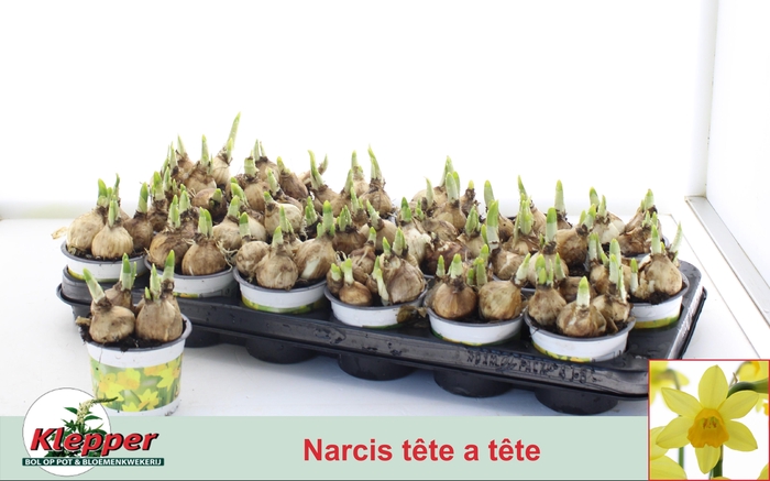 <h4>NARC O TETE A TETE</h4>