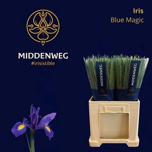 Iris Blue Magic