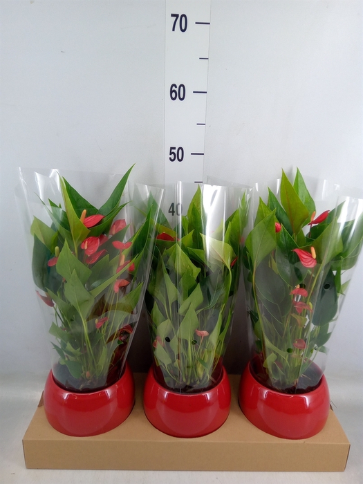 <h4>Anthurium andr. 'Mill Flowers Red'</h4>