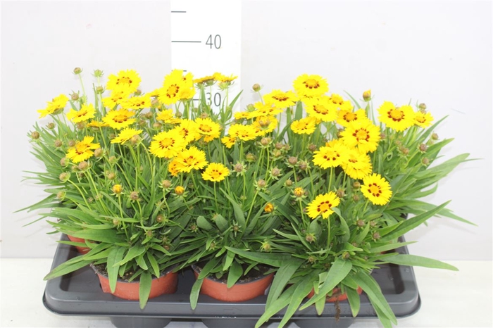 <h4>Coreopsis Grand Yellow</h4>