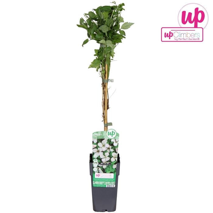 <h4>Clematis vitalba</h4>