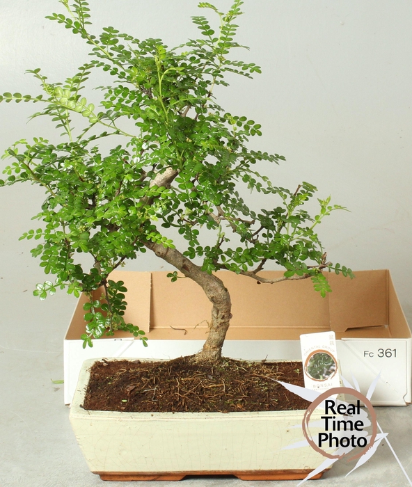<h4>BONSAI GEM</h4>