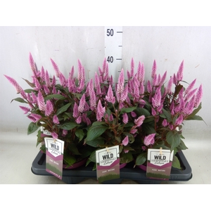 Celosia arg. SP 'Wild Pink'