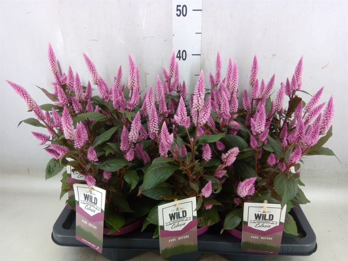 <h4>Celosia arg. SP 'Wild Pink'</h4>
