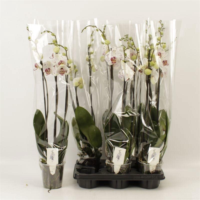 <h4>PHAL CALYPSO</h4>