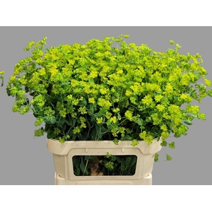 BUPLEURUM ROTUNDIFOL