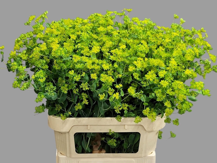 <h4>BUPLEURUM ROTUNDIFOL</h4>